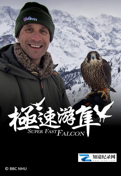 极速游隼 / Super Fast Falcon