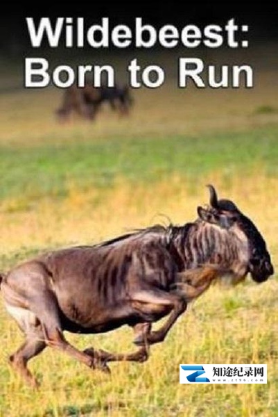 [其他]角马——天生的跑者 Born to Run-知途纪录片网盘资源下载