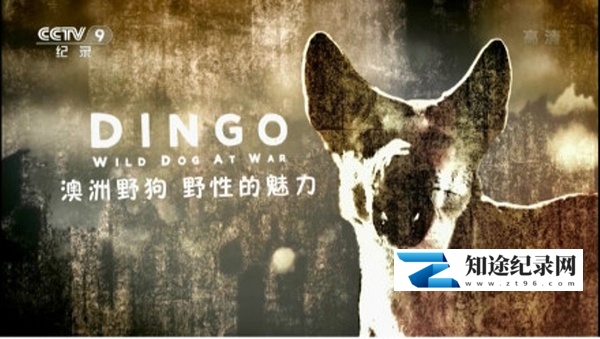 [其他]澳洲野狗：野性的魅力 Dingo: Wild Dog at Wa-知途纪录片网盘资源下载