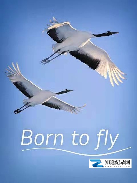 [CCTV]生而飞翔 Born to Fly-知途纪录片网盘资源下载