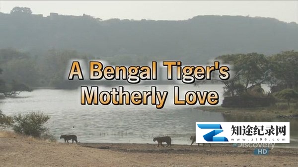 [国家地理]孟加拉虎的母爱 A Bengal Tiger's Motherly Love-知途纪录片网盘资源下载