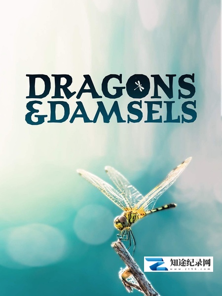 [其他]蜻蜓与豆娘的生存密码 Dragons & Damsels-知途纪录片网盘资源下载