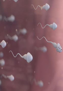 [PTS]精子危机 The Sperm Crisis / 亲爱的,虫虫不见了-知途纪录片网盘资源下载