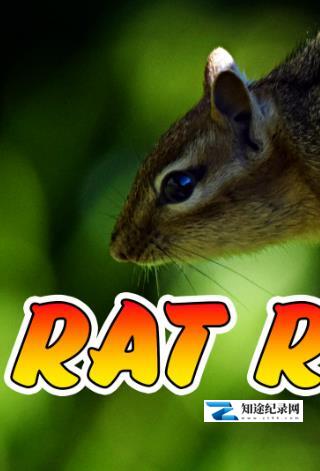 [其他]激烈的竞争 Rat Race-知途纪录片网盘资源下载
