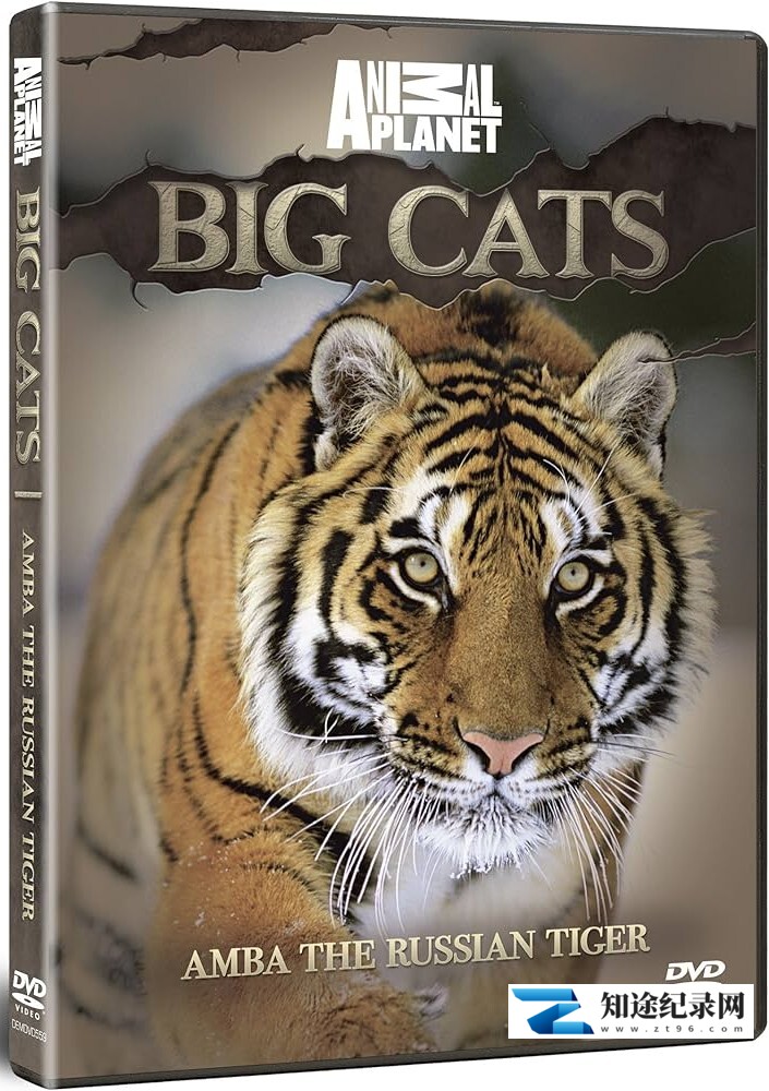 [其他]安巴：俄罗斯之虎 Amba: The Russian Tiger-知途纪录片网盘资源下载