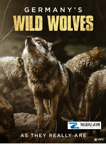 [Curiosity]德国野狼—真实的面目 Germany's Wild Wolves – As They Really Are-知途纪录片网盘资源下载