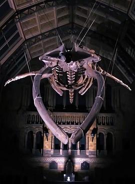 [Discovery]地平线系列.：恐龙迪皮与蓝鲸 Horizon: Dippy and the Whale-知途纪录片网盘资源下载