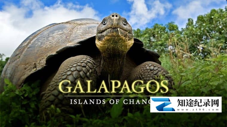 BBC纪录片《自然世界：加拉帕戈斯群岛的变化 Natural World: Galapagos – Islands Of Change 2015》英语中英双字 1080P/MP4/932M 加拉帕戈斯群岛-知途纪录片网盘资源下载