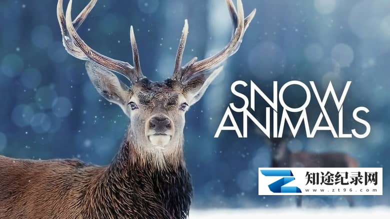 BBC纪录片《雪地动物 Snow Animals 2019》英语中英双字 无水印纯净版 1080P/MKV/1.03G 雪地动物-知途纪录片网盘资源下载