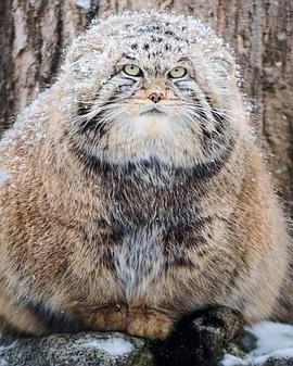 [CCTV]草原猎手兔狲 Wildlife Instincts: Pallas's Cat – Master of the Plains-知途纪录片网盘资源下载