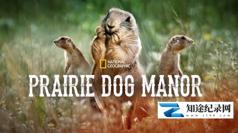 国家地理《土拨鼠大宅门 Prairie Dog Manor 2019》全12集 多国语言多国字幕 无水印纯净版 720P/MKV/14.4G 土拨鼠-知途纪录片网盘资源下载